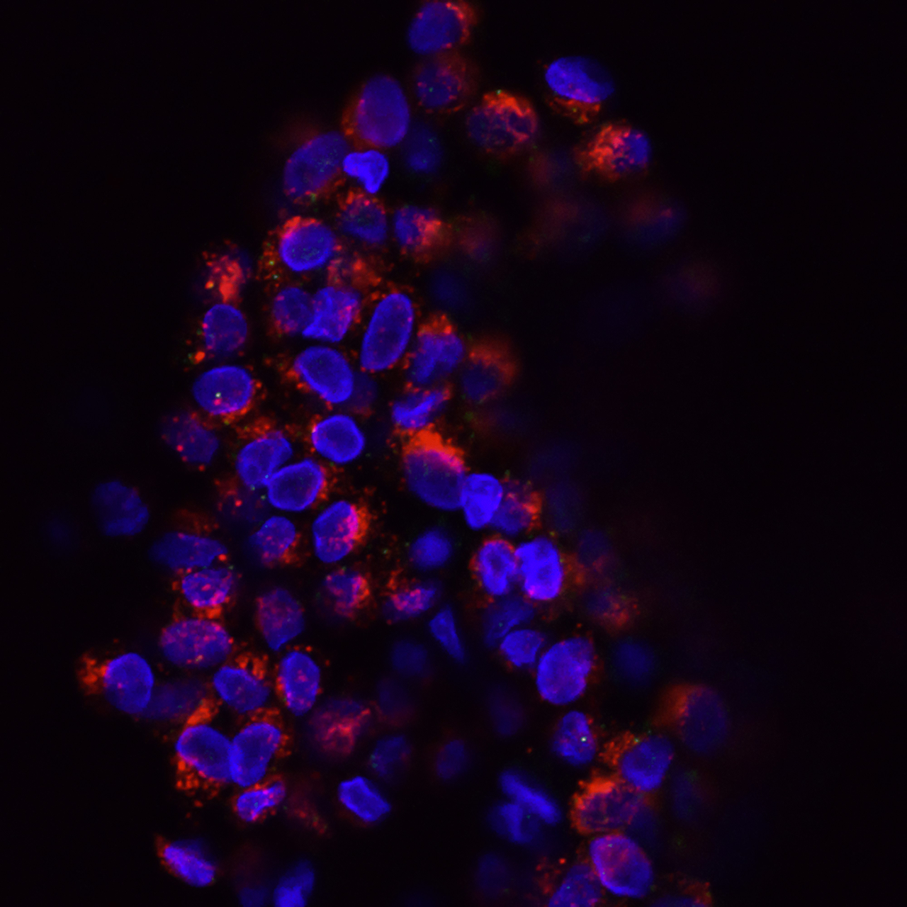 Журнал «Гематология и трансфузиология»